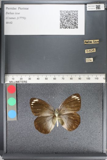Media type: image;   Entomology 130516